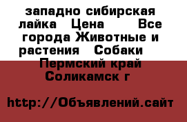 западно сибирская лайка › Цена ­ 0 - Все города Животные и растения » Собаки   . Пермский край,Соликамск г.